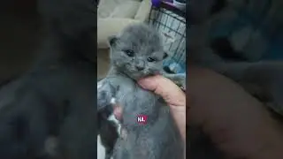 Kitten 2 weeks update, all kitten is available for adoption ya, kasi DM #cat #kitten #fyp #adoptme