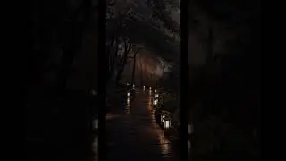 Magical Lantern-Lit Pathway Through Dark Trees at Night #life #light #nature #naturetranquility