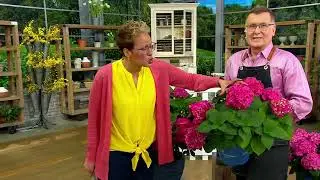 Roberta's 1-Piece Endless Summer Live Hydrangea - Summer Crush on QVC