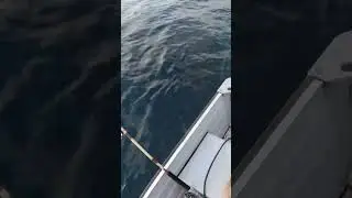 TROLLING lago Calafqu&eacute;n