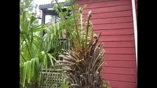 Giant Tasmanian  tree fern unfurling new flush of fronds