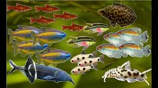 Acuario Comunitario Africano (OPCIONES)