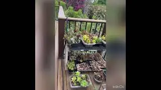 Succulents | Shy Pinay