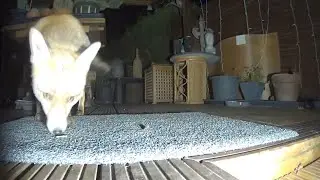 🦊 3 nighttime visits by our urban #fox caught on camera