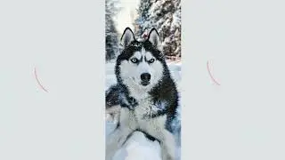 beautiful husky pictures compilation/ Siberian husky