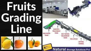 Fruits Grading Line | Electronic grading line | Apple grading machine | Lemon Grading Line |Machine