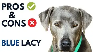Blue Lacy Pros and Cons | Blue Lacy Dog  Advantages and Disadvantages