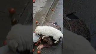 Лапочное правосудие &mdash; Когда человечество молчало, собаки решили действовать.