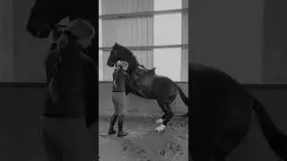 #лошади #эдит #врек #рекомендации #актив #топ #equestrian #врек #horse #equestrian #action 🥺