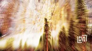 Plants - I.W.T.K.