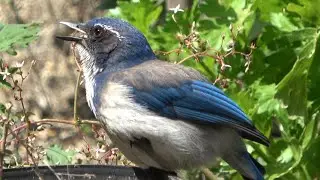Thermoregulation and Soft Purring: A Young California Scrub-Jay’s Morning