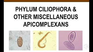 Phylum Ciliophora & Other Miscellaneous Apicomplexans