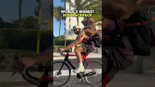 The World&rsquo;s BIGGEST Dog Backpack! #dogbackpack #goldendoodle #dogdad
