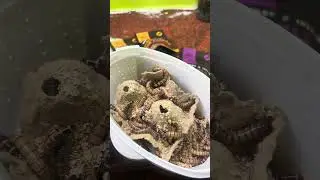 💥Flowerhorn update 💥#telugu #trending #viral #monsterfishkeeper #fishrakesh