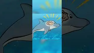 How Are Dolphins So Smart? | #shorts #ytshorts facts