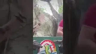 Apollo Bird is Honest 🥰☺️😍Davao Crocodile Park & Zoo  🥳😘🕊️