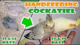 HANDFEEDING COCKATIEL | 14DAYS BABY TO INDOOR RECALL