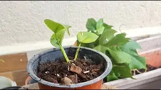 mini monstera potting