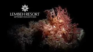 Lembeh Strait September Highlights: From Gobies to Rhinopias