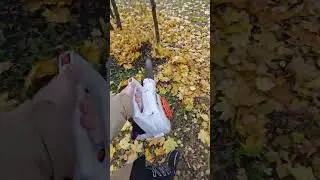 Воздуходувка Stihl Bg 50 vs тяжелая листва