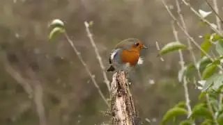 European Robin in snow shower. 96fps 1080p, Panasonic GH4