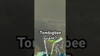 Hidden in Nature: Tombigbee River Carp - River Giant?