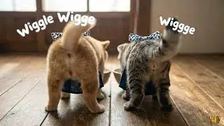 【犬と猫の日常】子猫ハナと賢い子犬ムギの小さなキッチン大掃除｜お正月準備 パート2