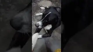 #pets #funny #comedy #love #memes #dogcoach #cuteanimal #comedyfilms #varshachoudhariofficial
