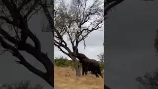 Look at the Power of the Elephant 😳😳😳😳😳😳