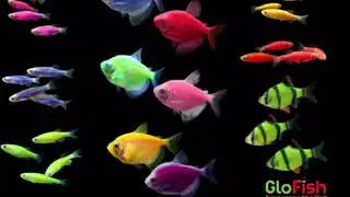 Bioengineering of Animal Species