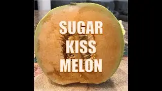 Unusual Food 44 Sugar Kiss Melon