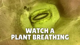 Watch a Plant Breathing