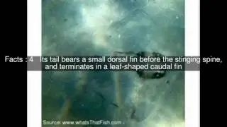 Common stingaree Top  #9 Facts