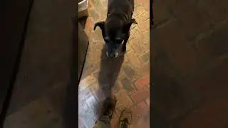 17 years Old dog BoBo takes his medicine #rescuedogs #olddog  17 year old dog