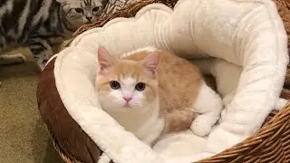 甘えん坊子猫の猫カフェデビュー！名前決定！