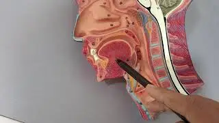 oral cavity , tongue (pharynx) anatomy model lab