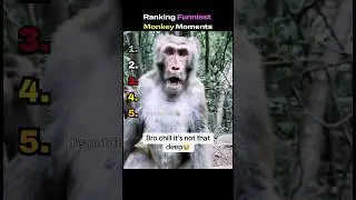Ranking Funniest Monkeys Moments #viral #explore #animals #ranking #trending #memes #foryou #funny