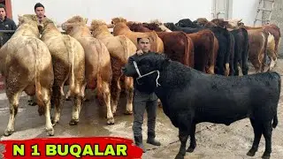 SIZ IZLAGAN N1 BUQALAR KELDI 👍👍👍24 декабря 2025 г.
