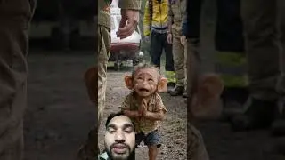 #cute #monkey #baby #impossible #task #rio