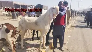 Wednesday update Rajinpuri bakray makhi channay bakray kuto Mall lahore mandi lovers