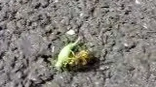 Bee vs Catydid