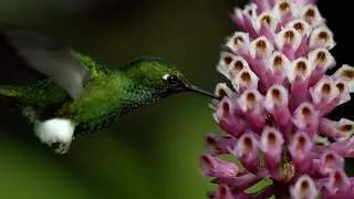 Hummingbird fight club - Life Story: Episode 2 Preview - BBC