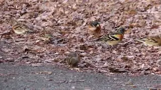 20260129三鷹の野川でアトリの採餌B