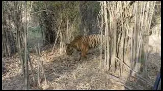 Close encounter with tiger at kanha @xxx_2-o6k @wildgraphy