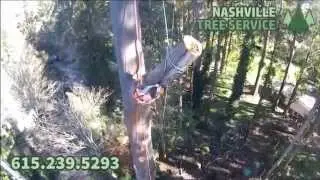 Tree Trimming Nashville TN (615) 239-5293