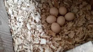 Galinha polaca choca 😁👍