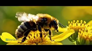A Morning Near the Ant Nest | Macro Nature Documentary