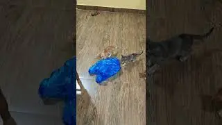 kittens are playing happily 🐈💞🎊😂🎊💞🐈👍 #kittens #love #play