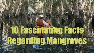 10 Fascinating Facts About Mangrove Ecosystems