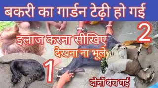 bakri ki gardan ka ilaj बकरी की गर्दन अकड़ने का इलाज bakri ki gardan ghumana। Bakri garden tedi hona